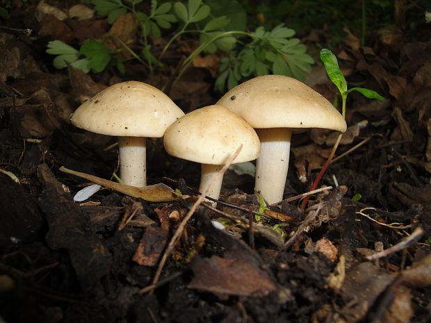 čírovnica májová Calocybe gambosa (Fr.) Donk