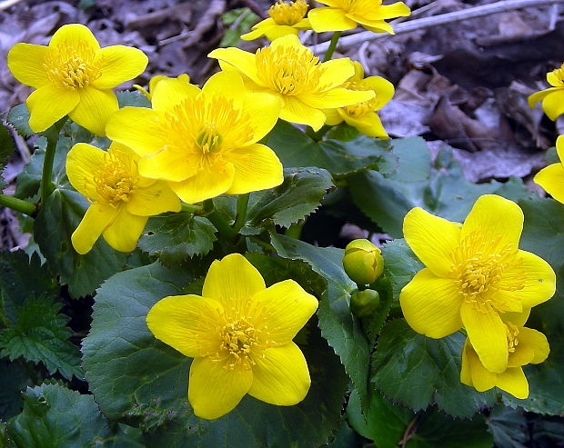 Záružlie močiarne Caltha palustris L.