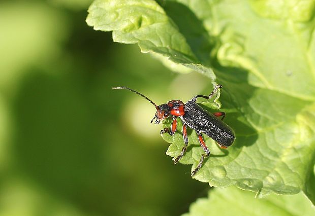 snehulčík obyčajný Cantharis rustica