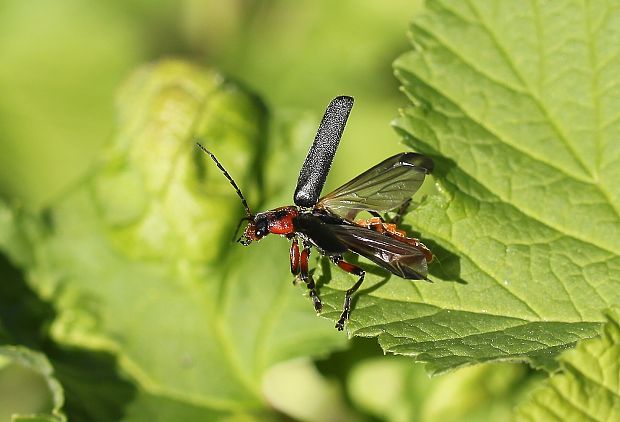 snehulčík obyčajný Cantharis rustica