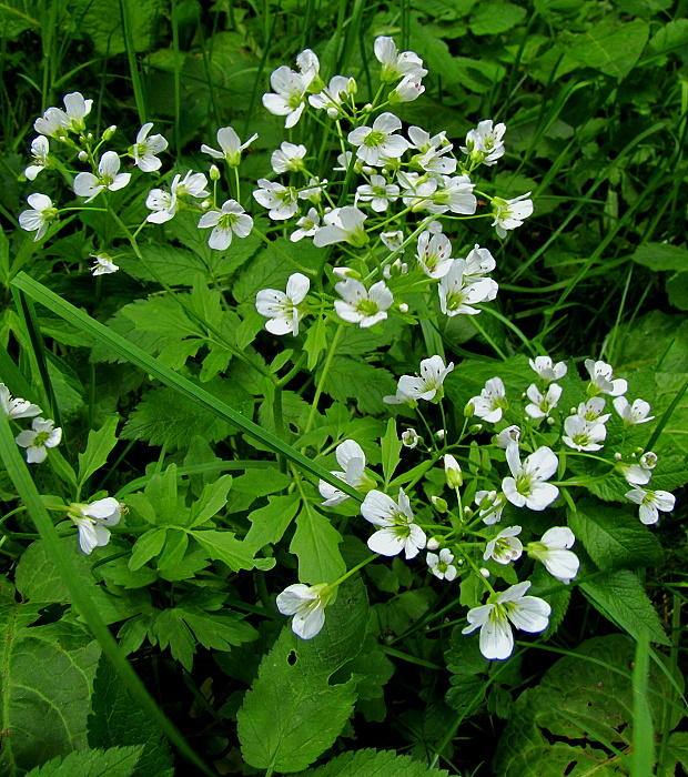 žerušnica horká Cardamine amara L.