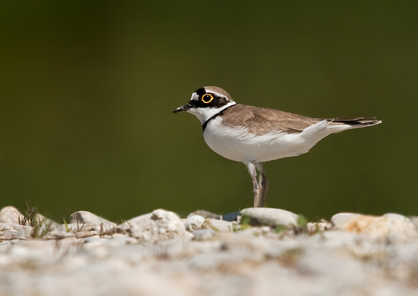 kulík riečny  Charadrius dubius