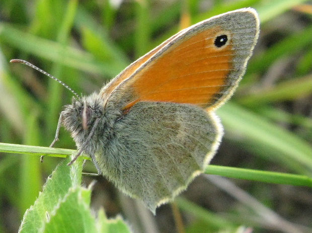 očkaň pohankový Coenonympha pamphylus