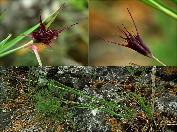 klinček kartuziánsky Dianthus carthusianorum L.