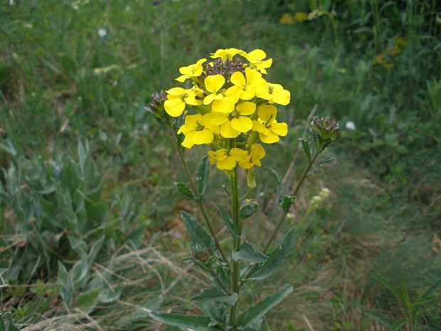 horčičník voňavý Erysimum odoratum P. Gaertn., B. Mey. et Scherb.