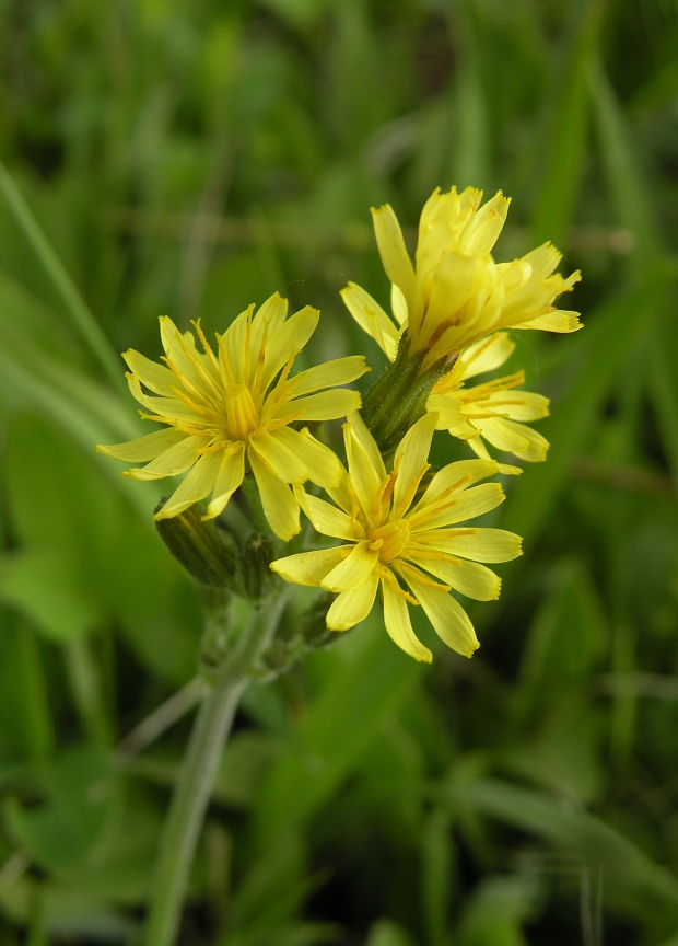 jastrabník lesný cf. Hieracium murorum L.