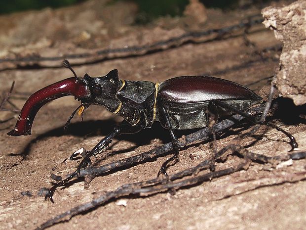 roháč obyčajný Lucanus cervus