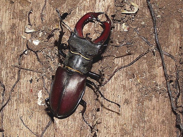 roháč obyčajný Lucanus cervus