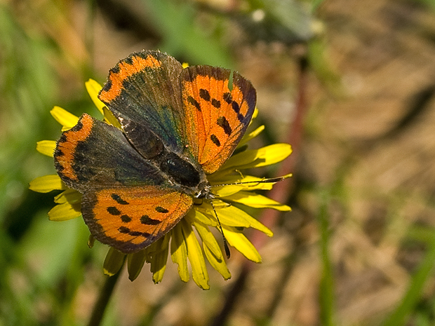 ohniváčik čiernokrídly  Lycaena phlaeas