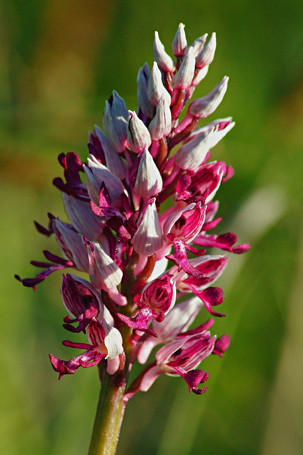 vstavač vojenský Orchis militaris L.