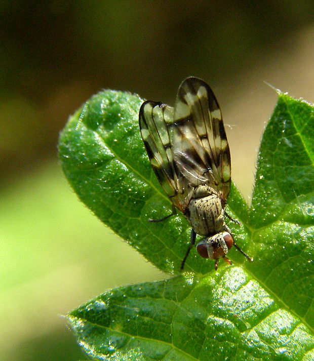 čelnice /cz/ Otites centralis (Fabricius, 1805)