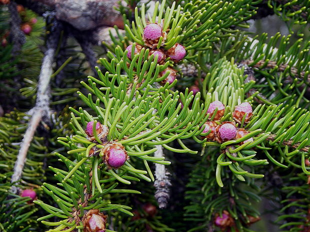 Smrek obyčajnýn Picea abies (L.) H. Karst.