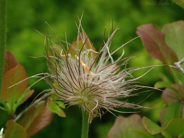 poniklec veľkokvetý Pulsatilla grandis Wender.