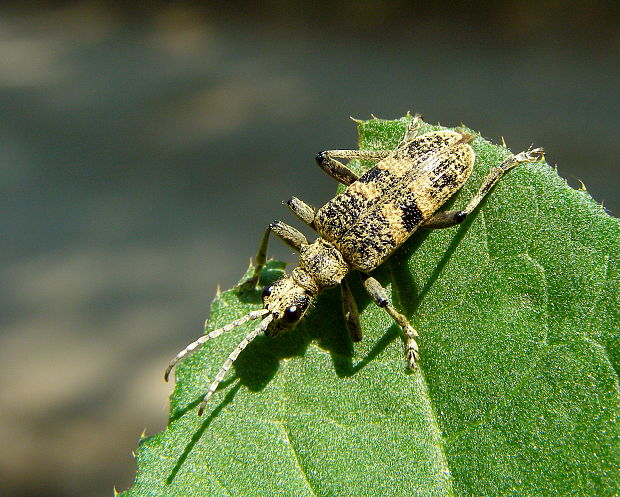 fúzač Rhagium mordax