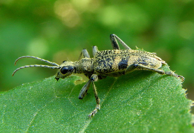 fúzač Rhagium mordax