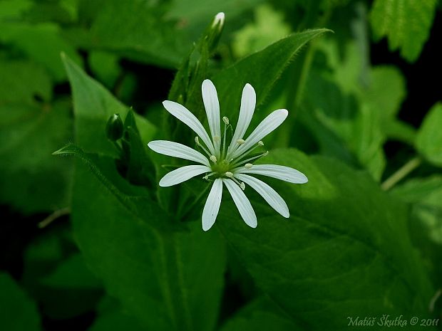 hviezdica hájna Stellaria nemorum L.