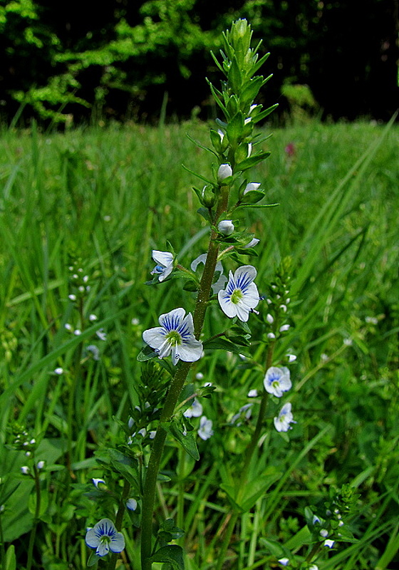 veronika dúškolistá Veronica serpyllifolia L.