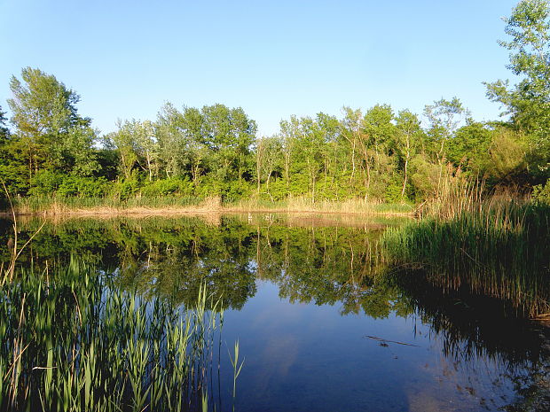 Jar na Topoľových honoch