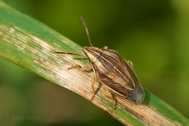 bzdocha kužeľovitá Aelia acuminata