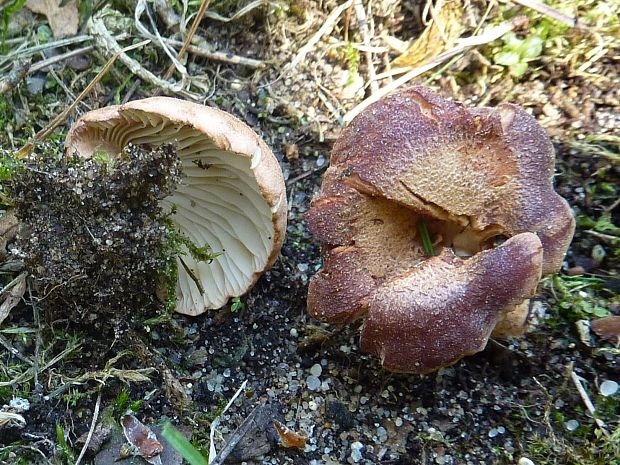 strmuľka hnedočervená Bonomyces sinopicus (Fr.) Vizzini