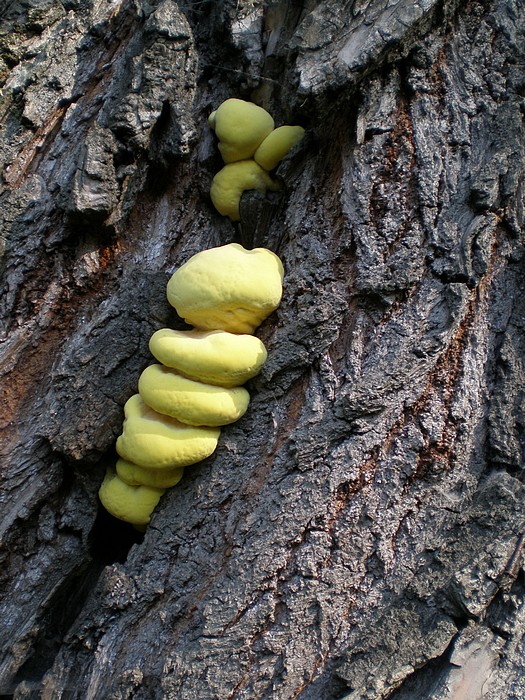 sírovec obyčajný Laetiporus sulphureus (Bull.) Murrill