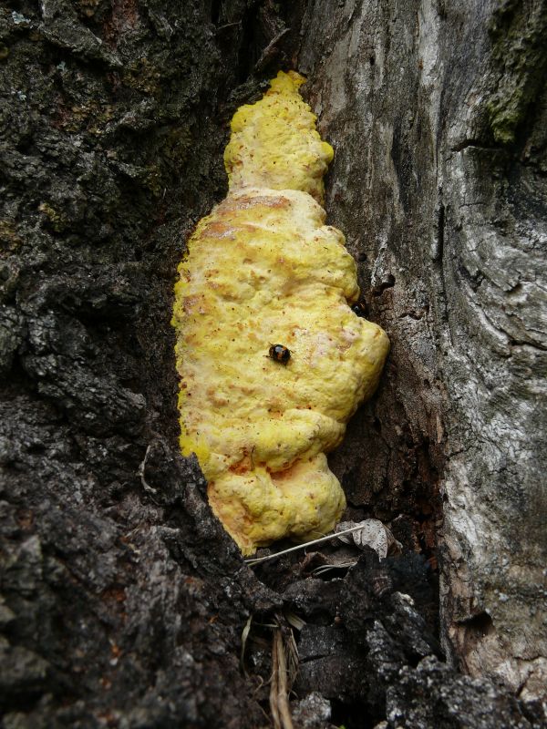 sírovec obyčajný Laetiporus sulphureus (Bull.) Murrill