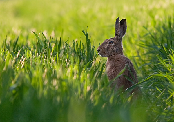 zajac poľný Lepus europaeus