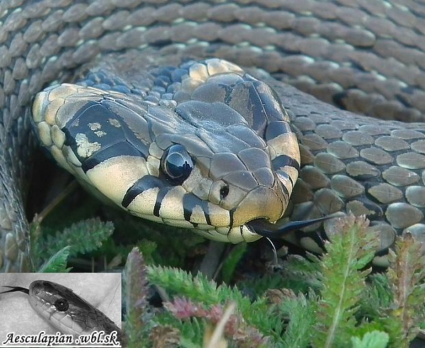 užovka obojková Natrix natrix