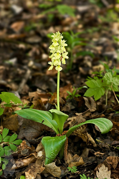 vstavač bledý Orchis pallens L.