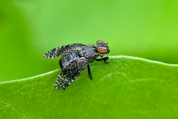 temnuška čiernonohá  Platystoma seminatione seminatione (Fabricius, 1775)