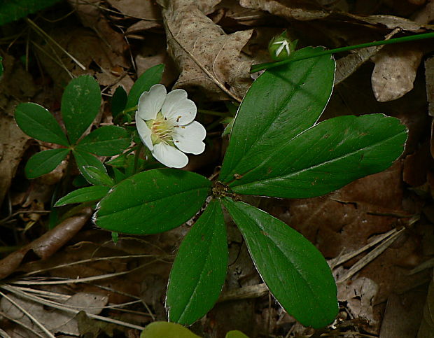 nátržník biely Potentilla alba L.