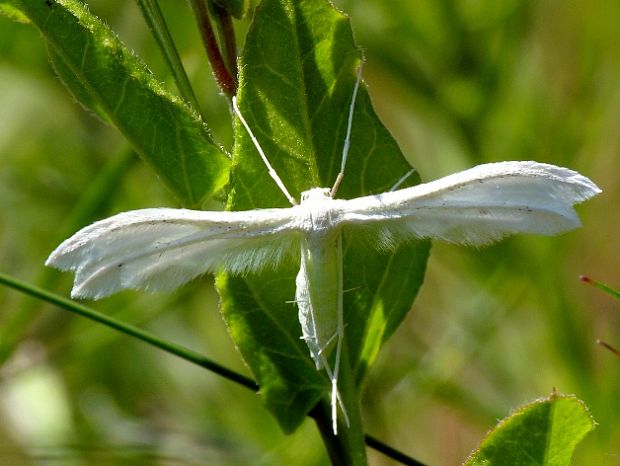 pierkavec povojový Pterophorus pentadactyla