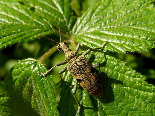 fúzač Rhagium mordax