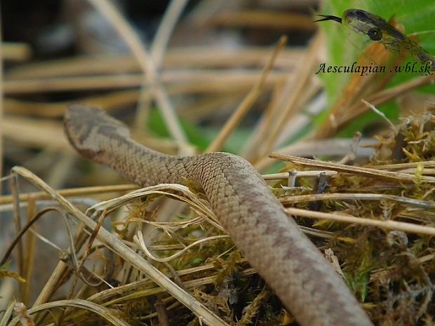 vretenica severná Vipera berus