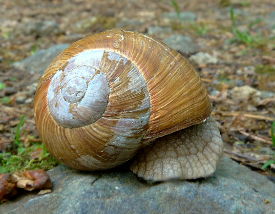 slimák záhradný helix pomatia