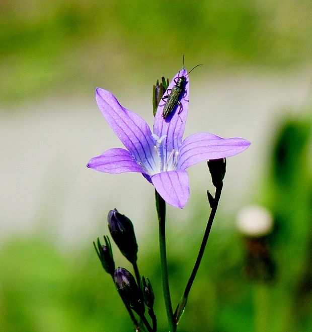 zvonček konáristý Campanula patula L.