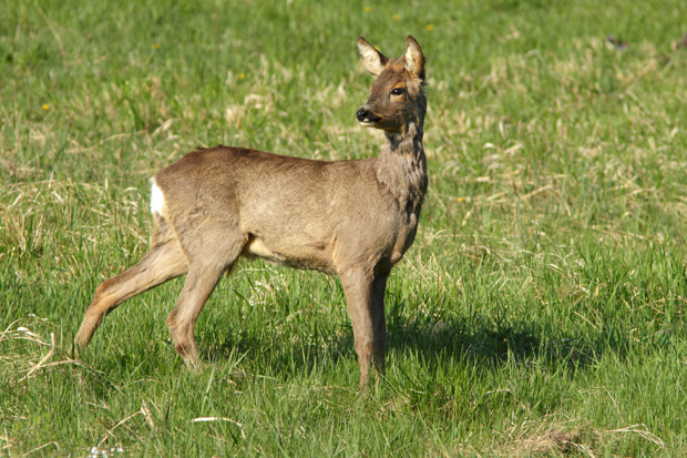 mladý srnec Capreolus capreolus