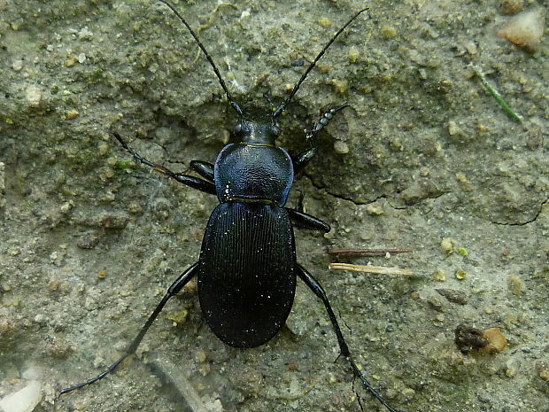 bystruška Carabus scheidleri