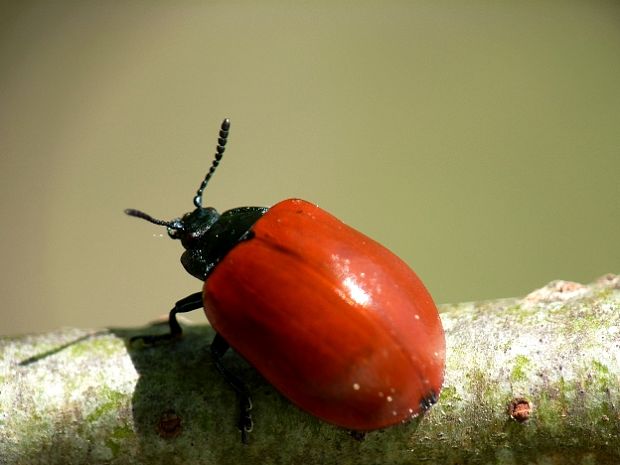 liskavka topoľová Chrysomela populi