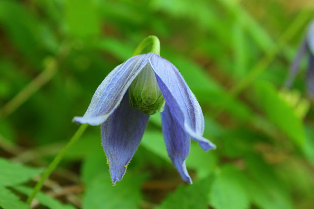 plamienok alpínsky Clematis alpina (L.) Mill.