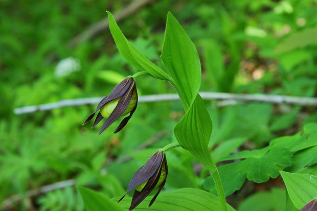 črievičník papučkový Cypripedium calceolus L.