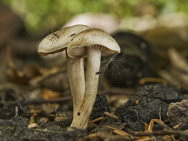 hodvábnica jarná Entoloma clypeatum (L.) P. Kumm.