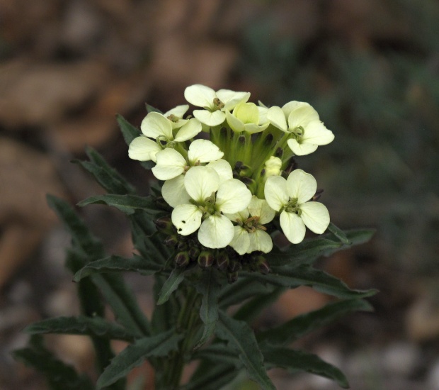 horčičník bledokvetý Erysimum pallidiflorum Szépl. ex Jáv.