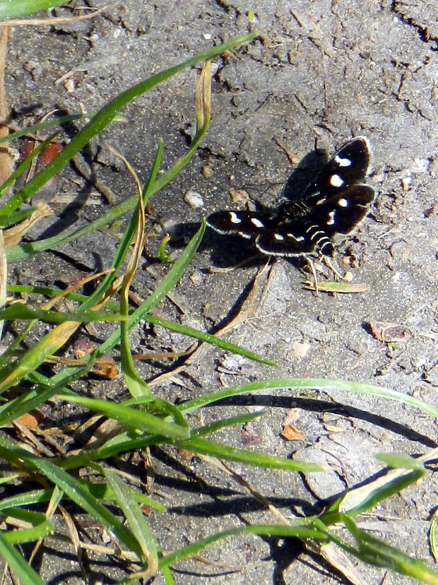 vijačka zanovätníková  Eurrhypis pollinalis