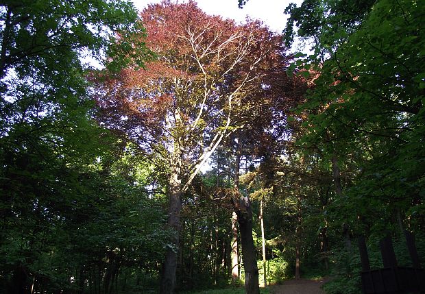 buk lesný atropunicea Fagus sylvatica Atropunicea