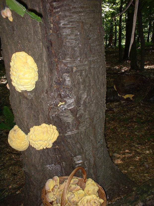 sírovec obyčajný Laetiporus sulphureus (Bull.) Murrill