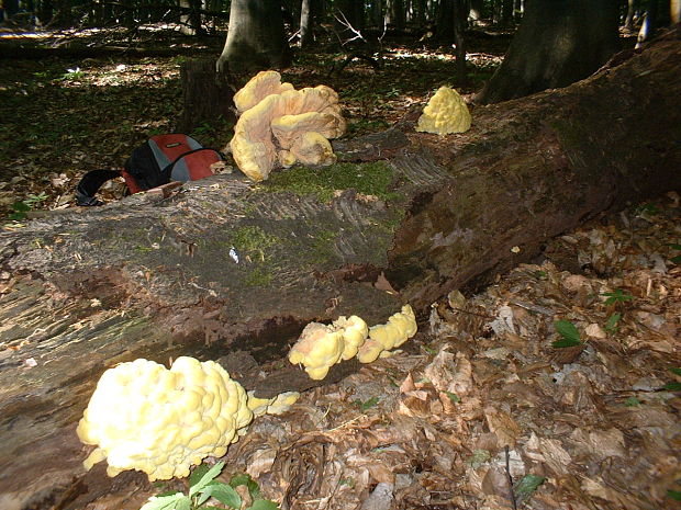 sírovec obyčajný Laetiporus sulphureus (Bull.) Murrill