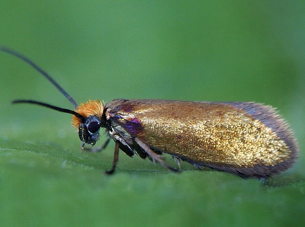 potočníkovec záružľový Micropterix calthella Linnaeus, 1761)