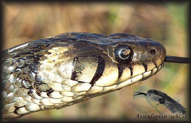 užovka obojková Natrix natrix