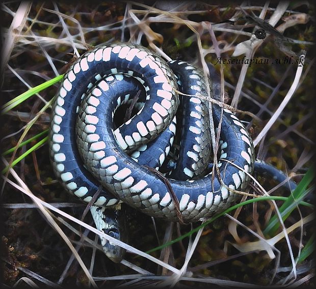 užovka obyčajná Natrix natrix